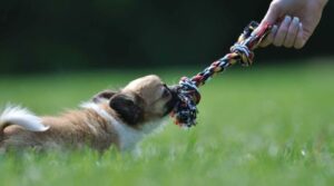 Scopri di più sull'articolo 5 Semplici Giochi Per Cani Fatti In Casa
