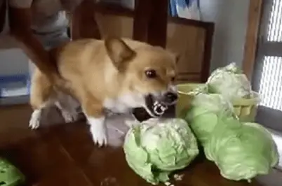 cane non mangia crocchette