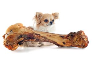 Scopri di più sull'articolo Osso per Cani che Non si Consuma | 3 Soluzioni