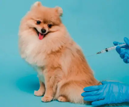  Vaccino Leptospirosi cane 