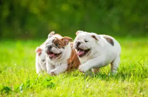 Scopri di più sull'articolo Quali Cani Non Devono Correre | 4 Esempi