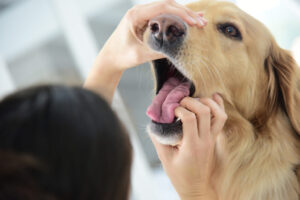 Read more about the article Come fare vomitare il cane? Segui questi 6 passi