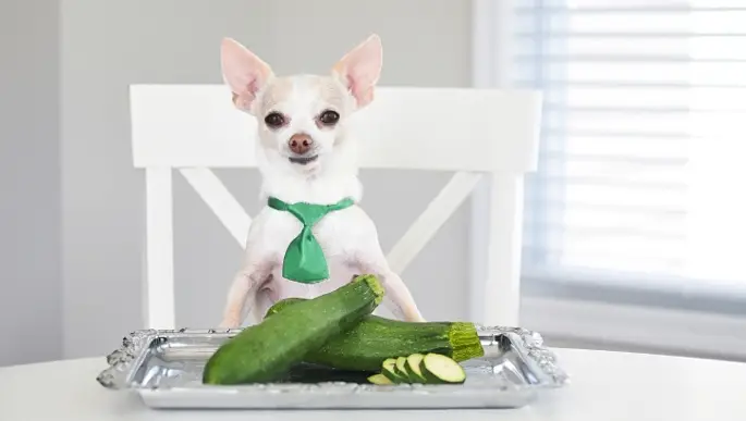 Scopri di più sull'articolo Zucchine al Cane | 4 Gustosi Benefici