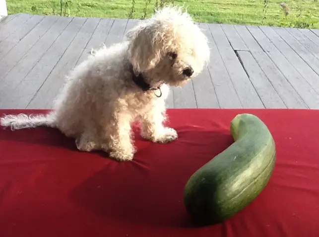 zucchine al cane