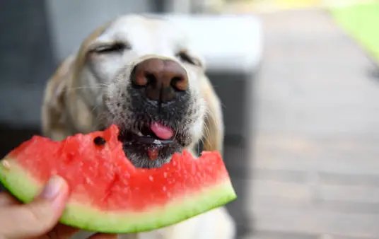 Frutta ai cani