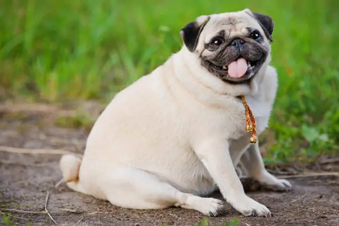  Migliori crocchette per cani in sovrappeso 