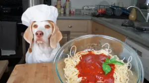 Scopri di più sull'articolo Come condire la pasta al cane? 4 condimenti super WOF!