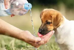Scopri di più sull'articolo Il cane vomita acqua – 5 motivi per cui succede e cosa fare