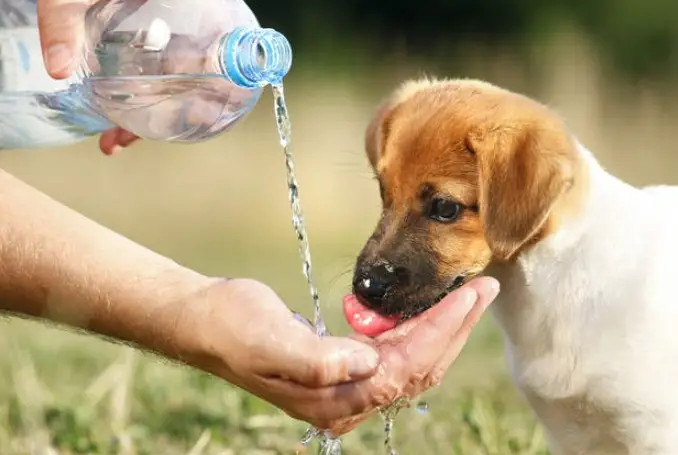 cane vomita acqua