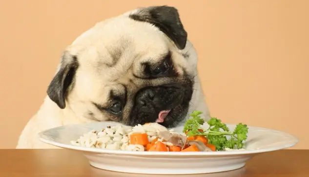 Scopri di più sull'articolo 5 Migliori crocchette a base di Riso per Cani – carboidrati nutrienti…e digeribili!