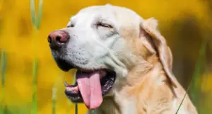 Scopri di più sull'articolo Miglior Calmante per Cani Aggressivi – 5 Prodotti per il Massimo Relax