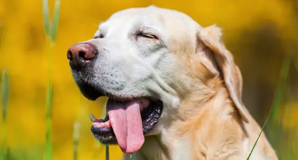 Scopri di più sull'articolo Miglior Calmante per Cani Aggressivi – 5 Prodotti per il Massimo Relax