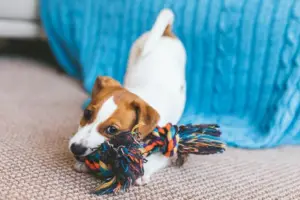 Scopri di più sull'articolo I 5 Migliori Giochi per Cani Cuccioli