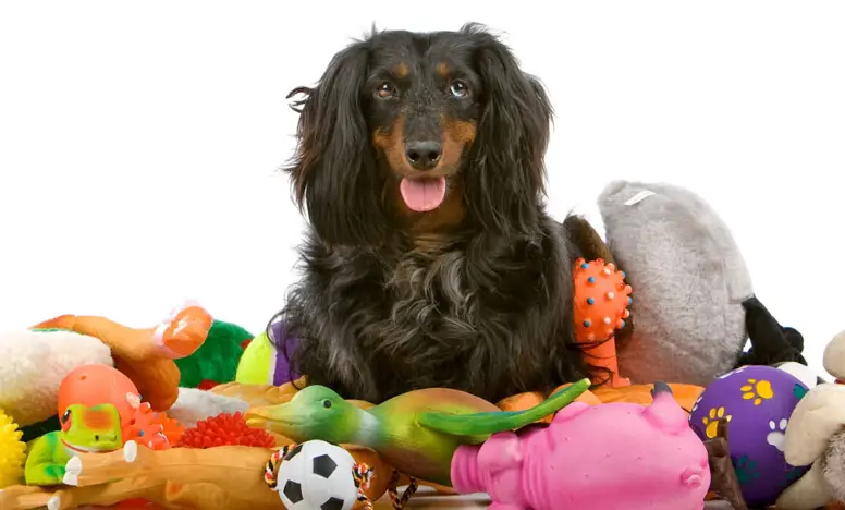 Scopri di più sull'articolo Giochi per Cani | I 5 Migliori per Te (e il tuo Cucciolo)