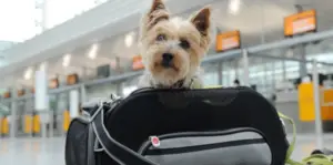 Scopri di più sull'articolo Le 5 Migliori Gabbie per Cani per Trasporto Aereo