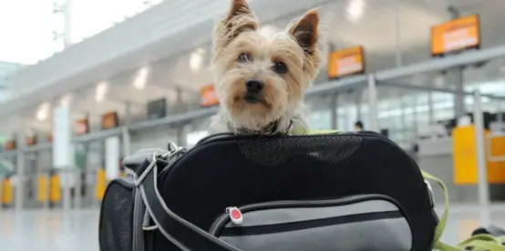 gabbie per cani per trasporto aereo