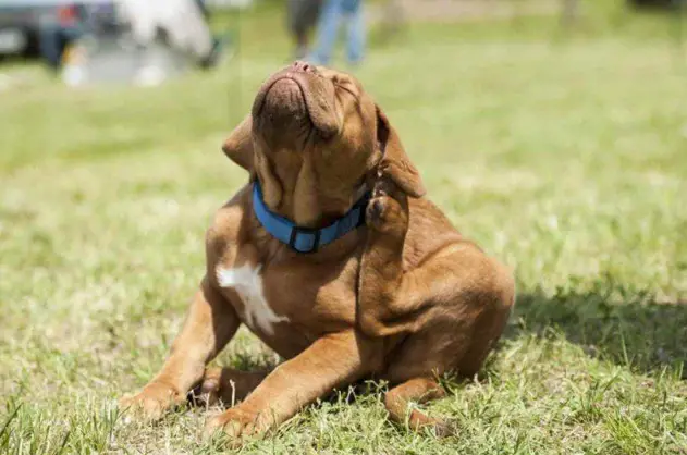 Scopri di più sull'articolo Collare per Cani Antiparassitario | I 5 Migliori