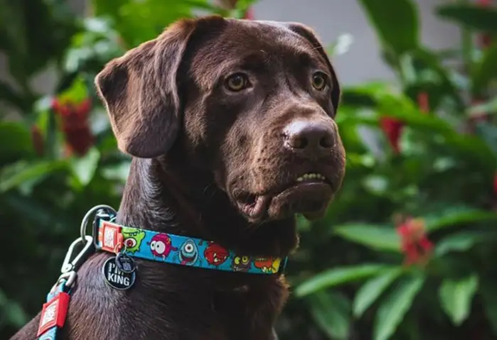 Scopri di più sull'articolo Collare per Cani Personalizzato | I 5 Migliori