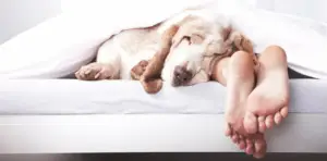 Scopri di più sull'articolo Perché i cani dormono ai piedi del letto | 2 Motivi (protezione e serenità!)