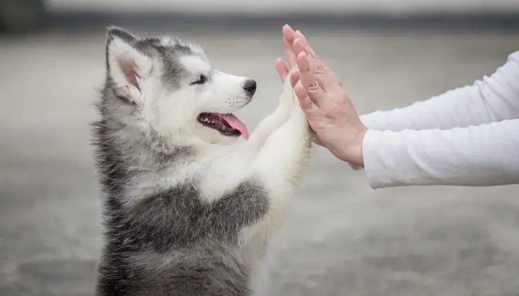 Scopri di più sull'articolo Come addestrare un cane | 5 cose da fare per farsi rispettare