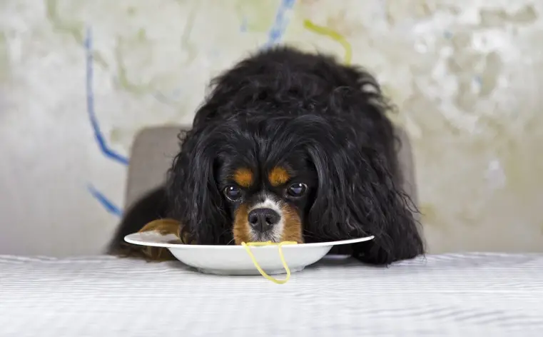 I cani possono mangiare la pasta 
