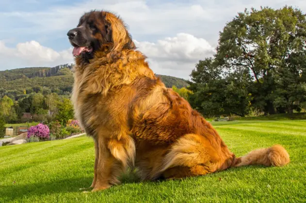 Scopri di più sull'articolo Razze di cani grandi | la classifica dei 10 più GRANDI