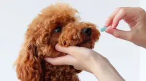Scopri di più sull'articolo Antinfiammatorio umano per cani | 3 valide alternative!