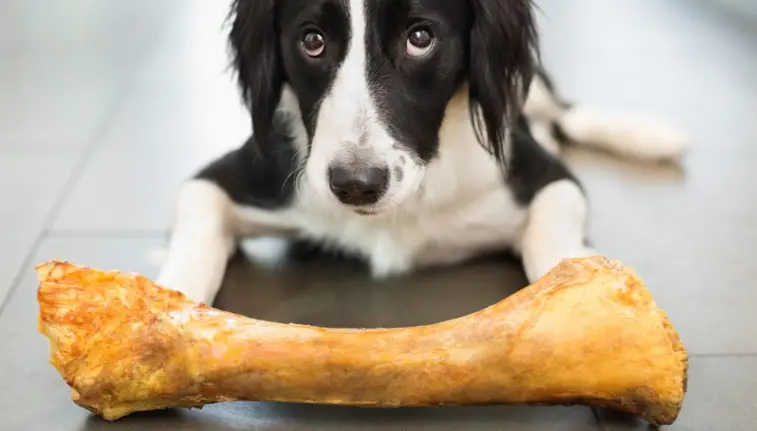 osso di prosciutto per cani