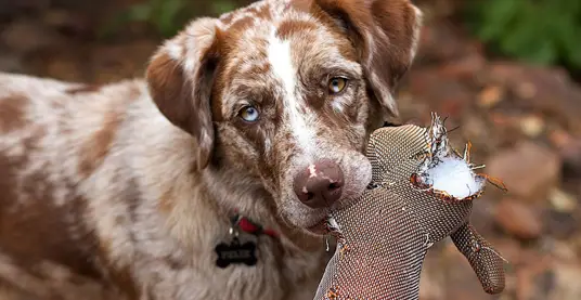 Scopri di più sull'articolo Mangime per cani da caccia | Tutto quello che devi sapere